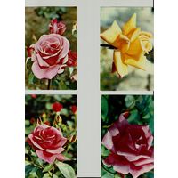 Розы. 25 открыток из набора 1973 г