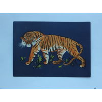 Чарушин тигр 1959  10х15 см