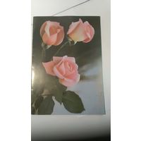 Открытка С днем рождения фото П.Смолякова Розы 1987г. Большая, двойная чистая