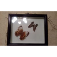 Панно "Бабочки" в деревянной рамке 23 х 28 см
