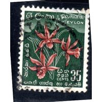 Цейлон.Ми-270. Phaius tankervilleae - Звездная орхидея. 1952.