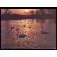 1988 год Фламинго