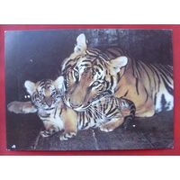 Семья бенгальских тигров. Чистая. 1990 года. Фото Авалова. 48.