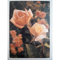 Почтовая открытка. Цветы. Розы. Флора #0043-FL1P22