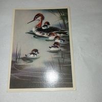 Птицы рисованная открытка СССР, Каневский
