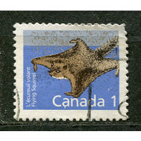 Фауна. Северная белка летяга. Канада. 1988