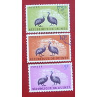 Гвинея. Птицы. ( 3 марки ) 1962 года. 9-1.