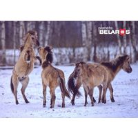 Беларусь 2022 посткроссинг фауна тарпановидные лошади в Налибокской пуще