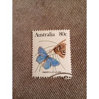 Австралия. Бабочки. Amaryllis Azure