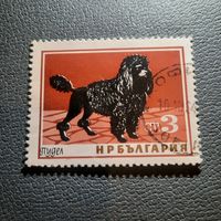 Болгария 1964. Породы собак. Пудель