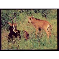 1988 год Чёрные антилопы