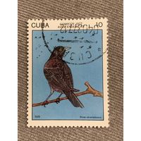 Куба 1977. Птицы. Dives alrovialaceus. Марка из серии