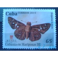 Куба 2014 Бабочка