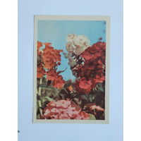 Ананьин цветы 1969  открытка БССР 10х15  см