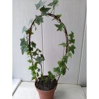 Плющ Hedera вариегатный