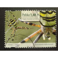 Польша 2013 паук