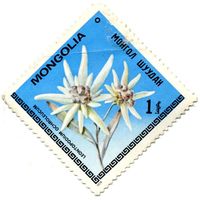 Марка МНР 1979 г. (по каталогу Mi:MN #1214), негаш. Цветы.  Leontopodium Ochroleucum