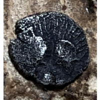 Пантикапей. 470 -460 год до н.э. Серебро Диобол, 0,13 гр.5,5 мм