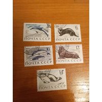 1971 СССР Загорский 3964-3968 фауна гашеная полная серия MNH** (c-3)