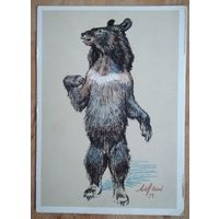 Лаптев А. Гималайский медведь 1956 г. Чистая.
