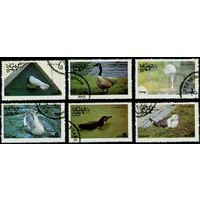Птицы штат Оман 1977 год серия из 6 марок