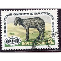 СССР 1975.. Каракулеводство