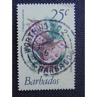 Барбадос 1979 г. Птицы.