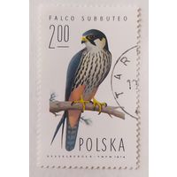 Польша 1974, птица