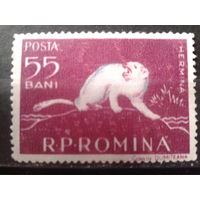 Румыния 1957 Фауна** Михель-1,5 евро