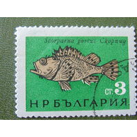 Болгария 1965г. Рыбы Чёрного моря.