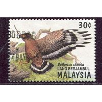 Малайзия. Птицы. Хохлатый змеяед