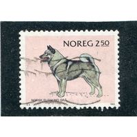 Норвегия. Фауна. Породы собак. Норвежский бухунд