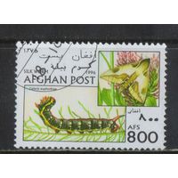 Афганистан Исламский Эмират 1996 Бабочки и их гусеницы Тутовый шелкопряд #1693