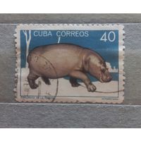 Куба. Фауна.