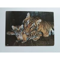 Открытка Семья бенгальских тигров. Фото А. Авалова