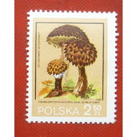 Польша. Грибы. ( 1 марка ) 1980 года. 8-15.