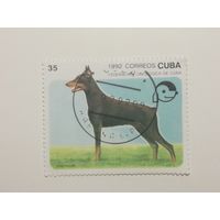 Куба 1992. Собаки