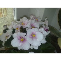 Фиалка нежно-розовая, с вишневой серединкой цветка, полумахровая, цветы средние по размеру, но цветение всегда очень обильное и продолжительное
