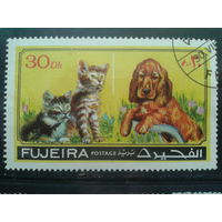 Фуджейра 1971 Котята и щенок