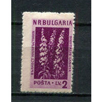 Болгария - 1953/1954 - Горные цветы и лекарственные растения 2L - [Mi.885] - 1 марка. MH.  (Лот 36FA)-T25P8
