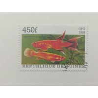 Гвинея 1998. Популярные аквариумные рыбки