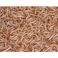 Мучной червь (мучной хрущак, мучной хрущ, мучник) Tenebrio molitor - корм для пауков, ящериц, амфибий, скорпионов.