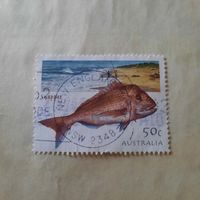 Австралия 2003. Фауна. Рыбы. Snapper