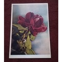 Открытка "Крымская роза" подписанная 1960г. фото Е.Игнатович