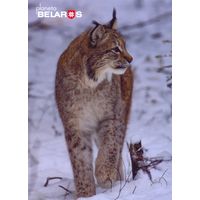 Беларусь 2022 посткроссинг фауна рысь