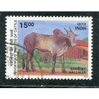 Индия. Фауна. Халликор, порода крупного рогатого скота
