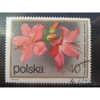 Польша 1972  Цветы