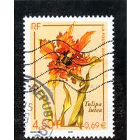 Франция. Желтый тюльпан ( Tulipa lutea ). 2000.