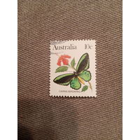 Австралия. Бабочки. Cairns Birdwing