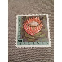 Польша 1968. Цветы. Protea cynaroides